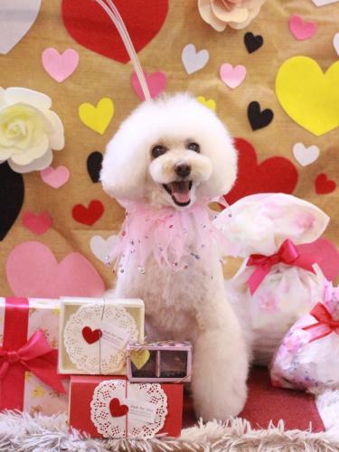 20230221ピッピちゃん